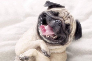 Ukazuje se, že psi se smát Ukazuje se, že psi se smát